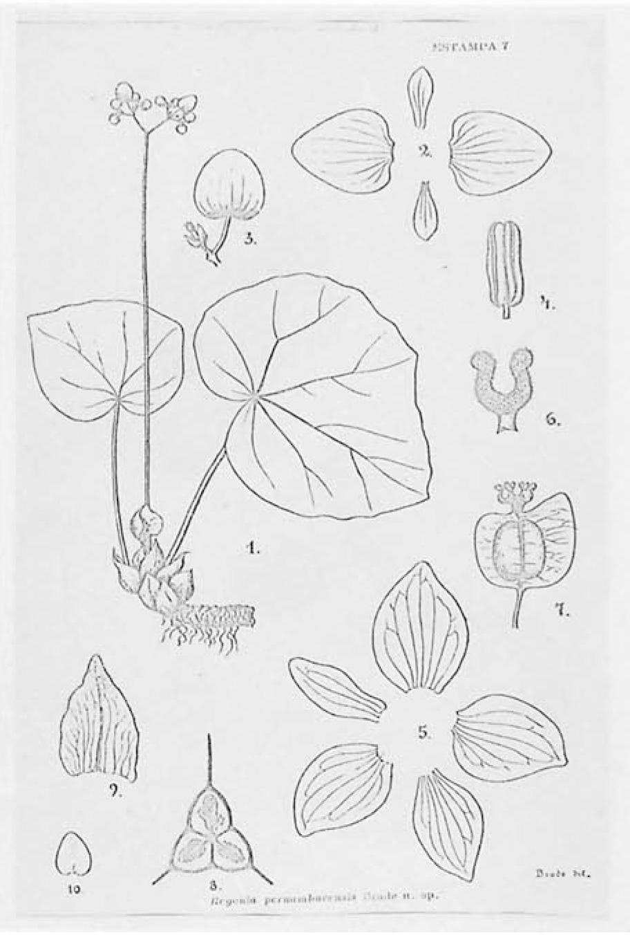 B. pernambucensis